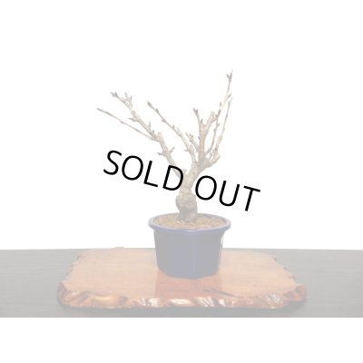 画像8: 関山桜 小品盆栽素材