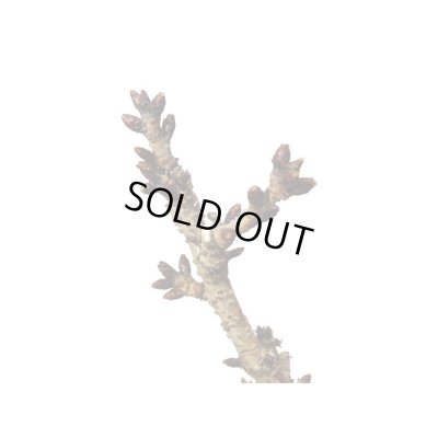 画像4: 旭山桜 貴風盆栽素材