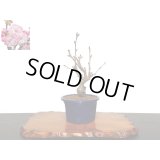 旭山桜　小品盆栽素材