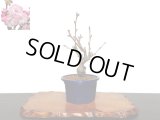 旭山桜　小品盆栽素材