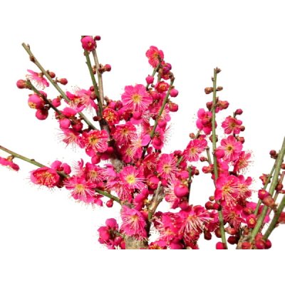 画像10: 花梅 「大盃」 貴風盆栽素材