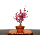 花梅　「大盃」　貴風盆栽素材
