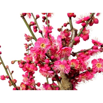 画像9: 花梅 「大盃」 貴風盆栽素材