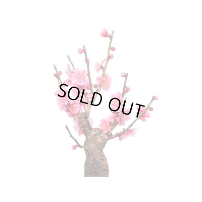 画像5: 花梅　東雲　貴風盆栽素材