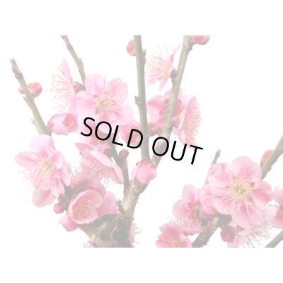 画像3: 花梅　東雲　貴風盆栽素材