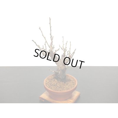 画像6: 花梅　東雲　貴風盆栽素材