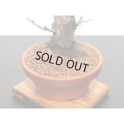 画像7: 花梅　東雲　貴風盆栽素材