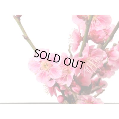 画像4: 花梅　東雲　貴風盆栽素材