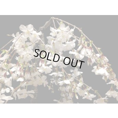 画像4: しだれ富士桜　中品盆栽素材