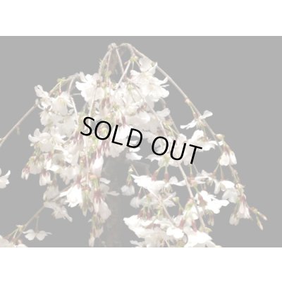 画像5: しだれ富士桜　中品盆栽素材