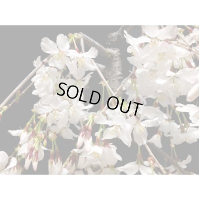 画像3: しだれ富士桜　中品盆栽素材