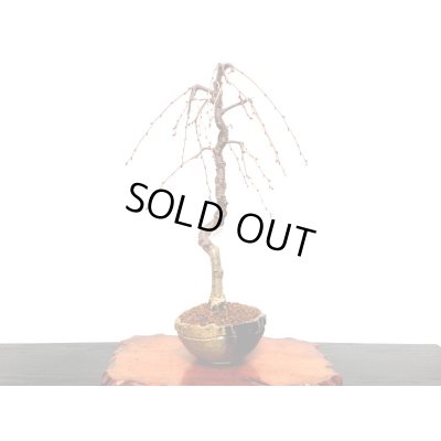 画像6: しだれ富士桜　中品盆栽素材