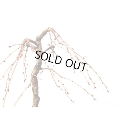 画像7: しだれ富士桜　中品盆栽素材