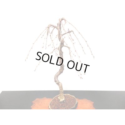 画像10: しだれ富士桜　中品盆栽素材