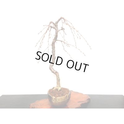 画像8: しだれ富士桜　中品盆栽素材