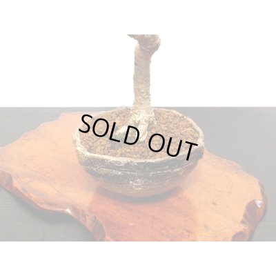 画像9: しだれ富士桜　中品盆栽素材