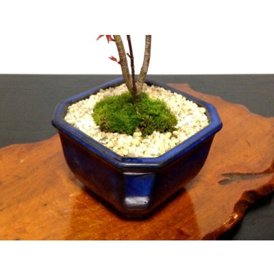 画像6: 出猩々もみじ　貴風盆栽素材