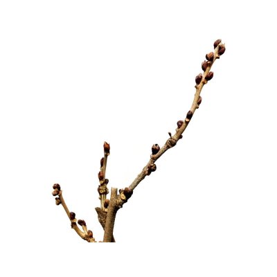 画像5: 一才藤　中品盆栽素材