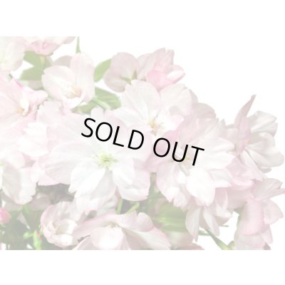 画像5: 旭山桜　貴風盆栽素材