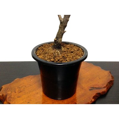 画像7: 一才藤　中品盆栽素材