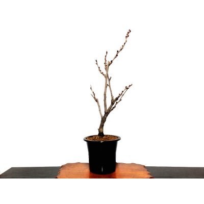 画像4: 一才藤　中品盆栽素材