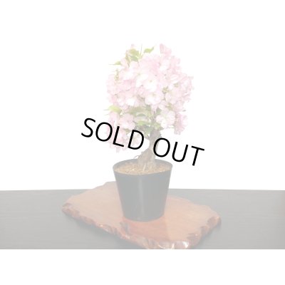 画像8: 旭山桜　貴風盆栽素材