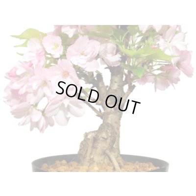 画像6: 旭山桜　貴風盆栽素材