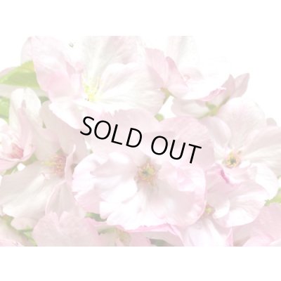 画像4: 旭山桜　貴風盆栽素材