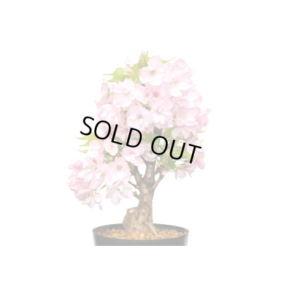 画像3: 旭山桜　貴風盆栽素材