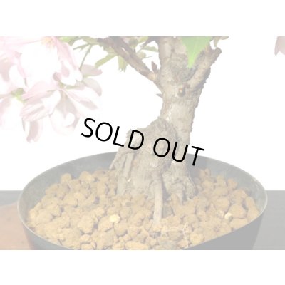 画像7: 旭山桜　貴風盆栽素材