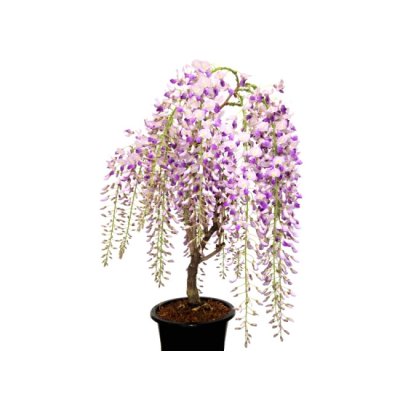 画像3: 一才藤　中品盆栽素材