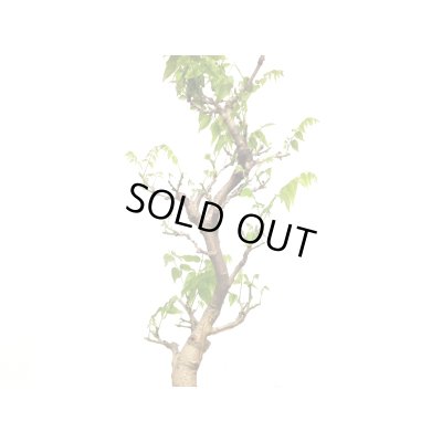 画像7: 一才藤　大品盆栽素材