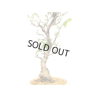 画像5: 一才藤　大品盆栽素材