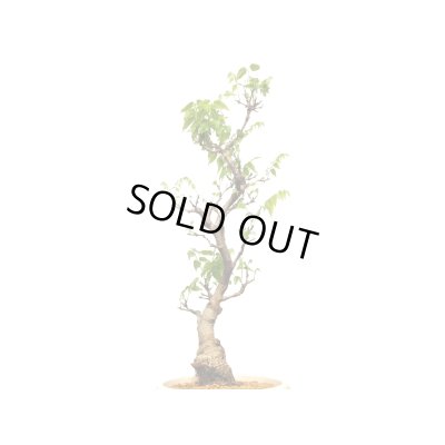 画像4: 一才藤　大品盆栽素材