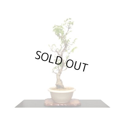 画像3: 一才藤　大品盆栽素材