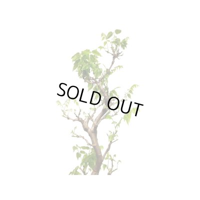 画像6: 一才藤　大品盆栽素材