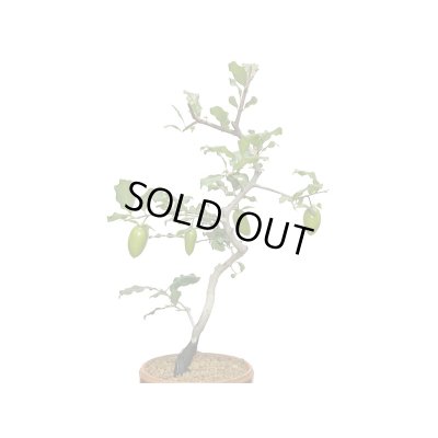 画像8: 老爺柿　紅筆　自根苗（正木）