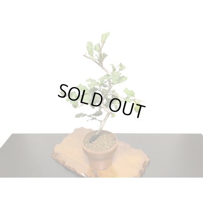 画像7: 老爺柿　紅筆　自根苗（正木）