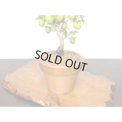 画像6: 老爺柿　楊貴妃　自根苗（正木）