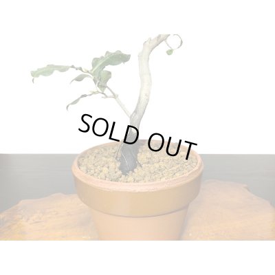 画像5: 老爺柿　紅筆　自根苗（正木）