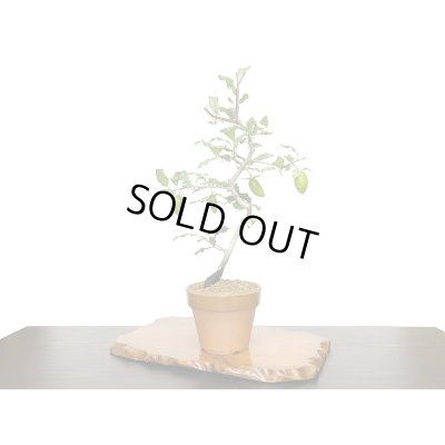 画像4: 老爺柿　紅筆　自根苗（正木）