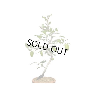 画像3: 老爺柿　紅筆　自根苗（正木）