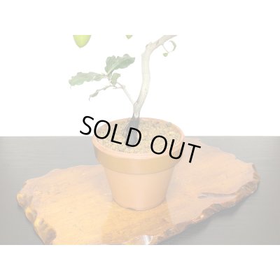 画像6: 老爺柿　紅筆　自根苗（正木）