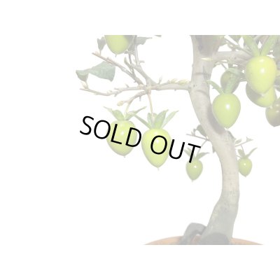 画像5: 老爺柿　紅光　自根苗（正木）