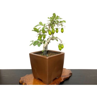 画像8: 老爺柿　黄瓢箪　自根苗（正木）