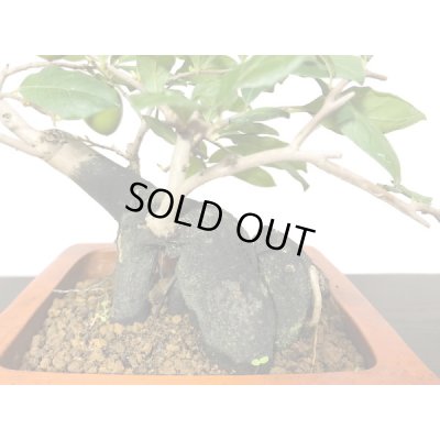 画像6: 老爺柿　緋玉　自根苗（正木）