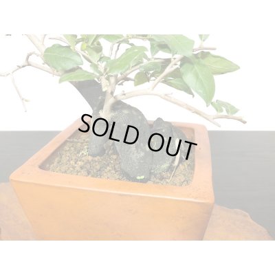 画像7: 老爺柿　緋玉　自根苗（正木）