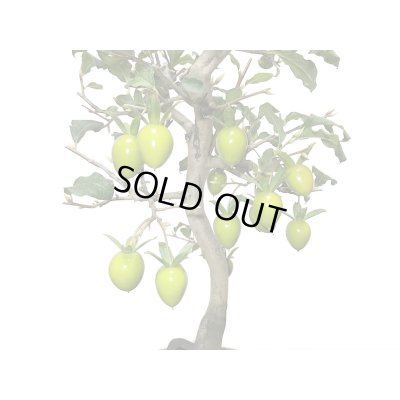 画像4: 老爺柿　紅光　自根苗（正木）