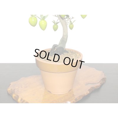 画像6: 老爺柿　紅光　自根苗（正木）