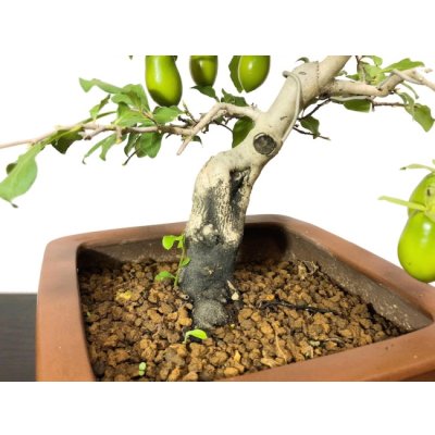 画像6: 老爺柿　黄瓢箪　自根苗（正木）